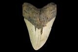 Fossil Megalodon Tooth - North Carolina #147520-1